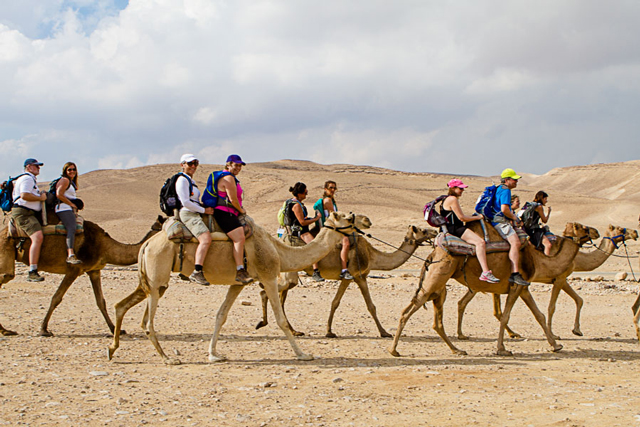 Hike Camels